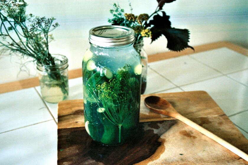 fermented dill pickles