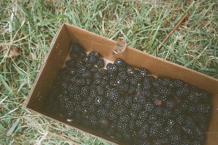 blackberry picking