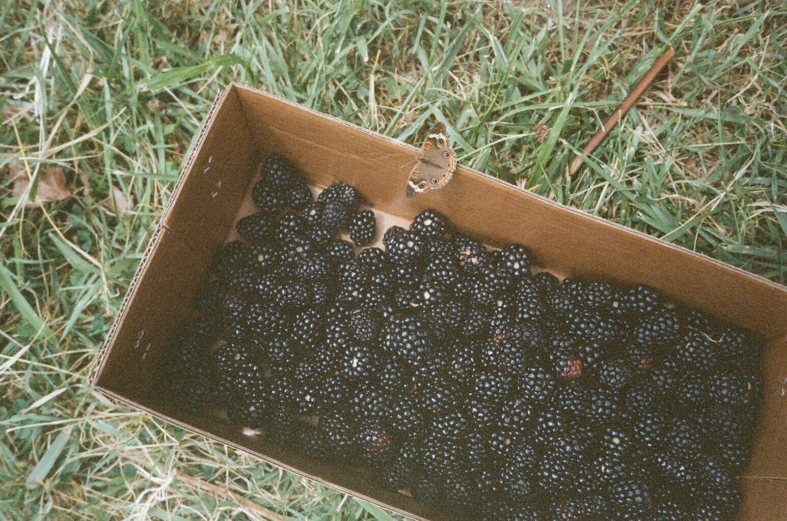 blackberry picking