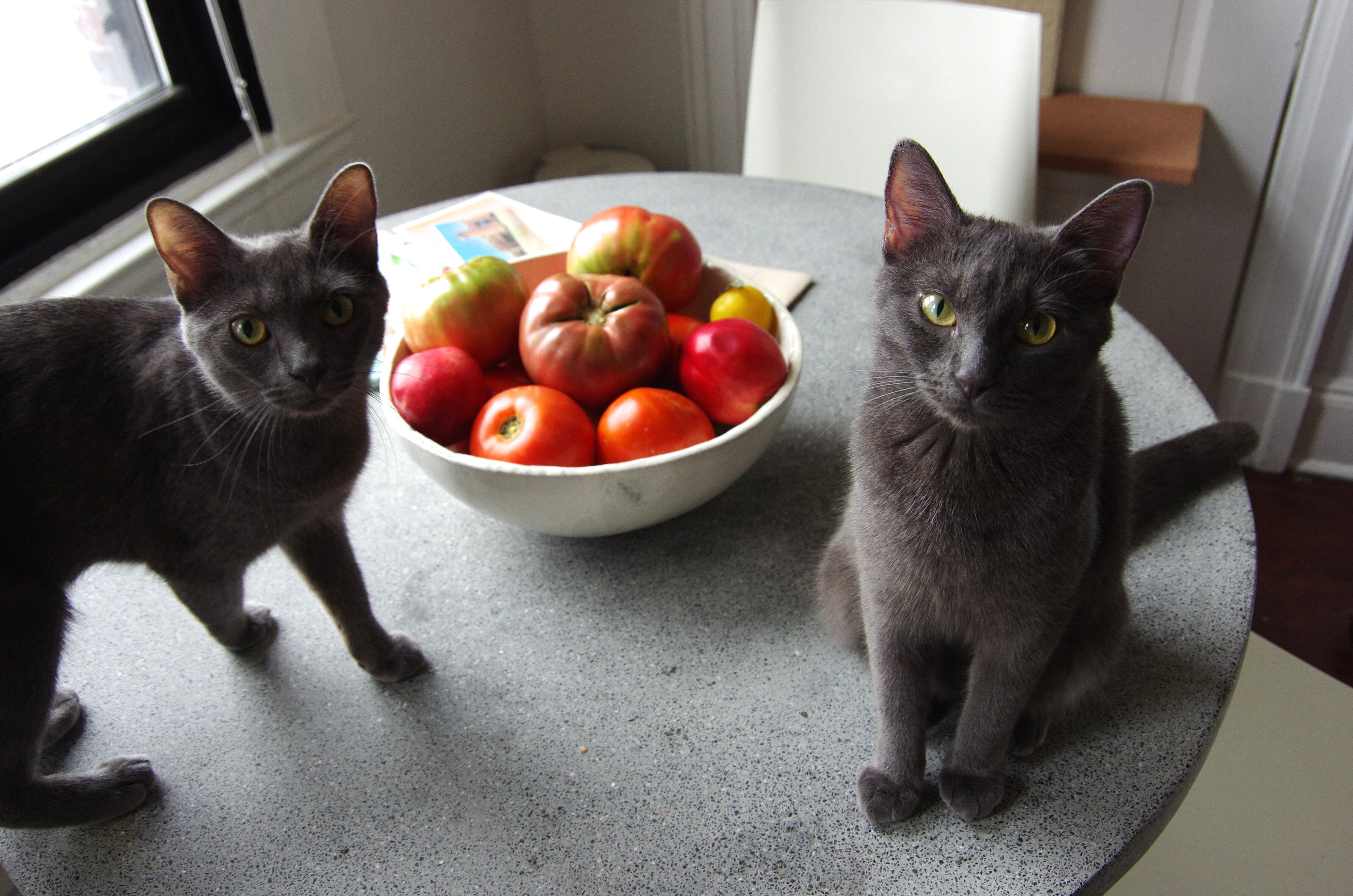Midi and Elvie