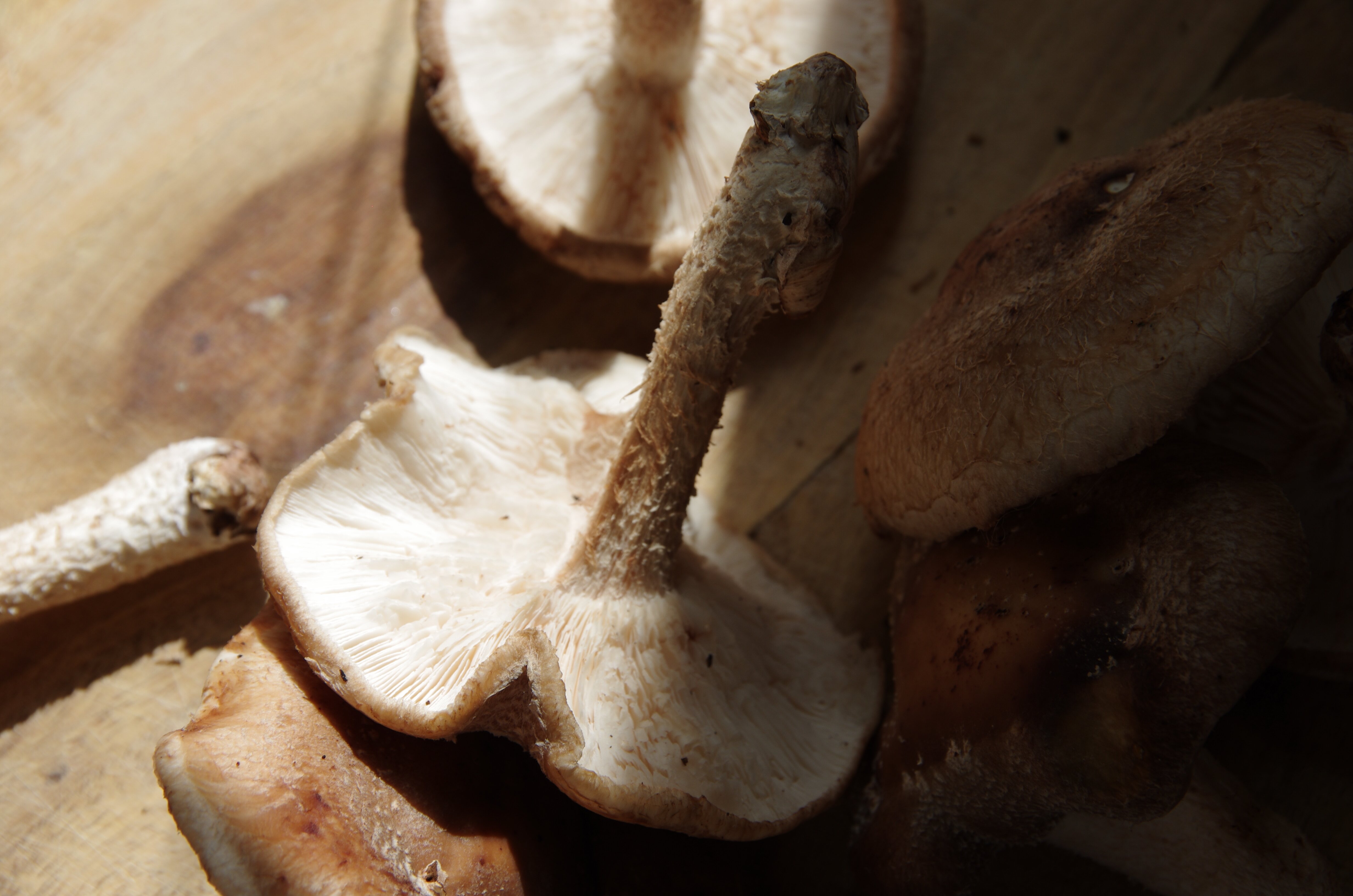 Noodles in a Shiitake Ginger Broth | Witchin' in the Kitchen