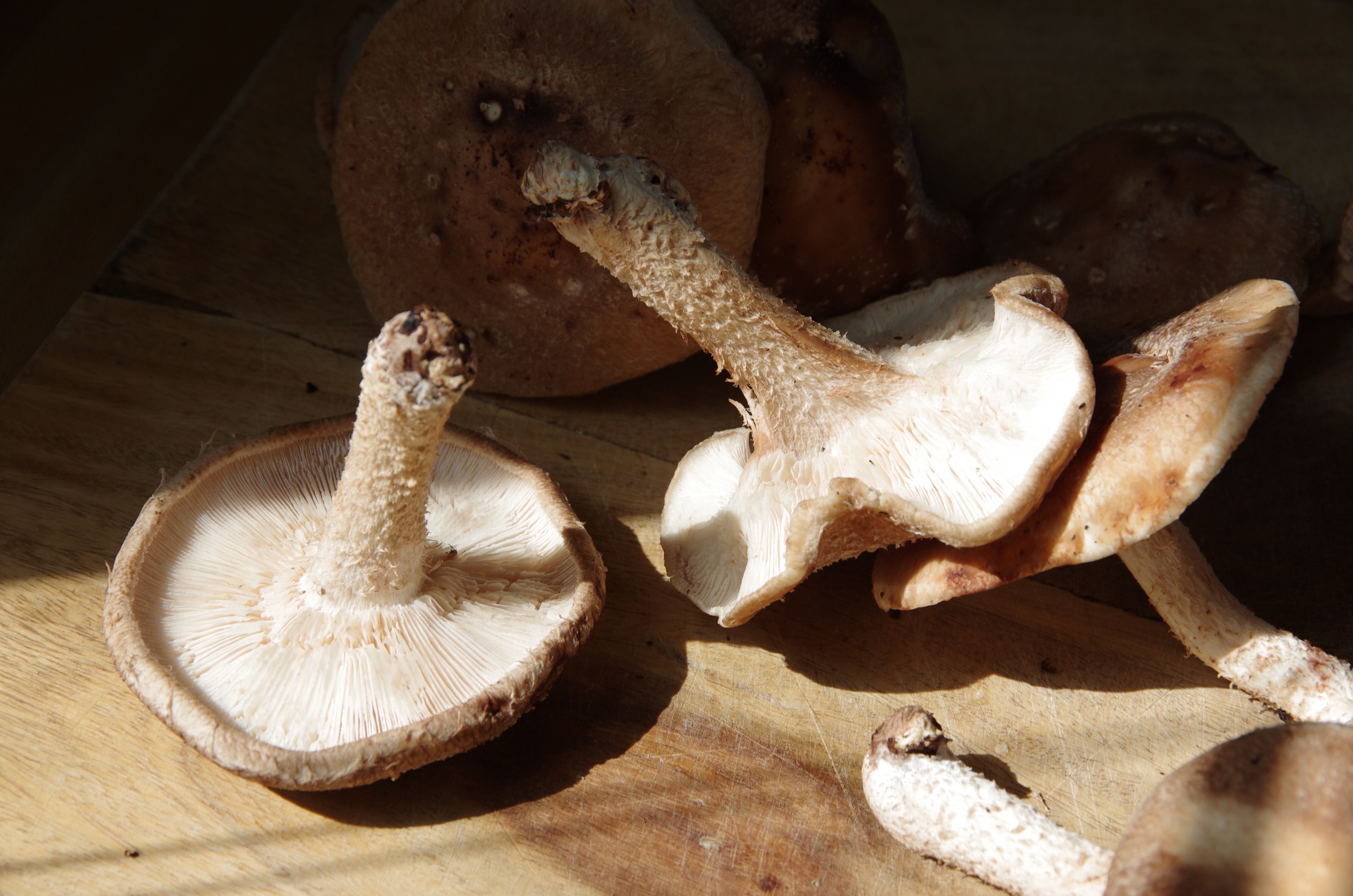 Noodles in a Shiitake Ginger Broth | Witchin' in the Kitchen